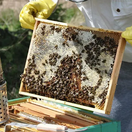 Rezort Jasminowe Wzgorze